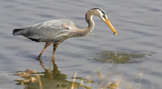 ReWilding Through Restoration Program