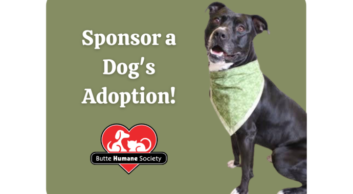 Dog Sponsorship 