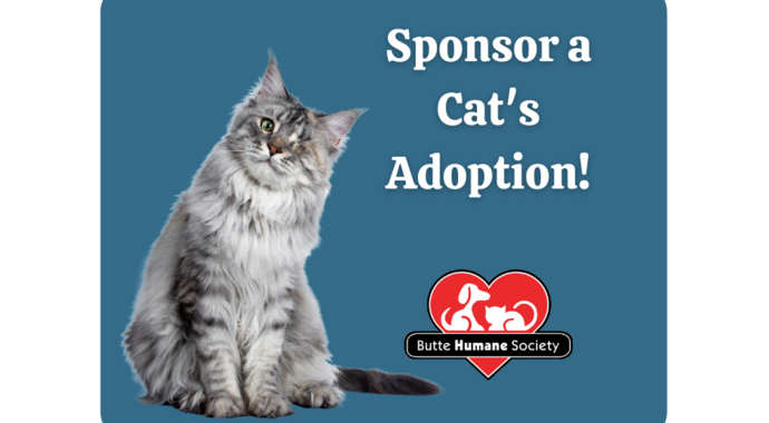 Cat Sponsorship