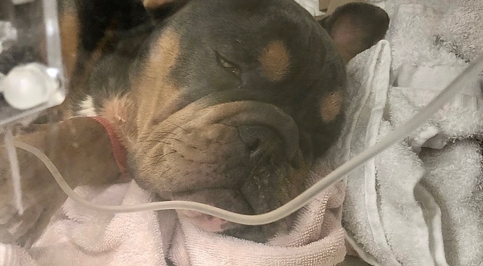 Medical Funds Campaign