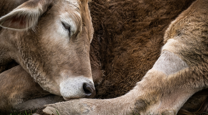 Donate to We Animals