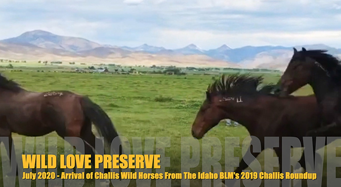 Wild Love's Adoptions of 2019 Challis Wild Horses