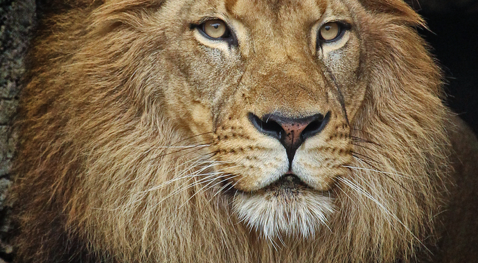 Conservation Fund