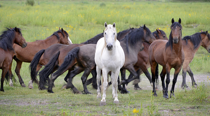 Keeping It Wild Capital Campaign