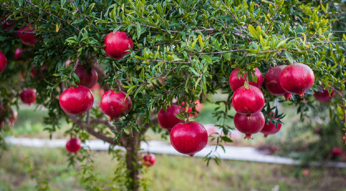 Blessing of the trees