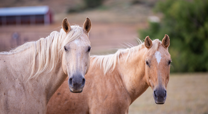 Help an Unwanted Horse in Need