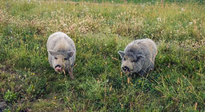 Sponsor Mike & Sully