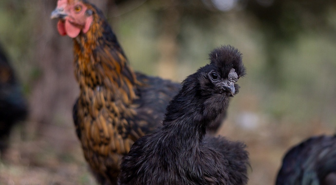 Sponsor The Happy Hens