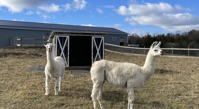 Sponsor Sheika & Dolly