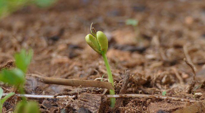 Driving Cars - Planting Trees