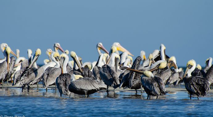 Deveaux Bank Conservation Fund