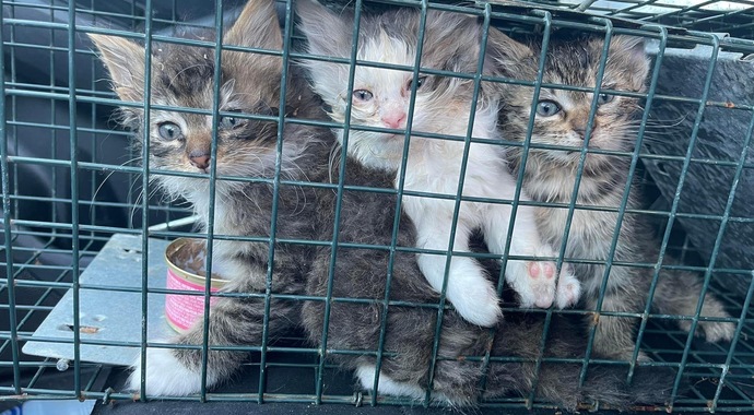 Spay/Neuter Program