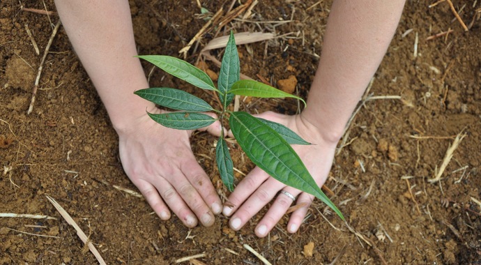 Plant Trees