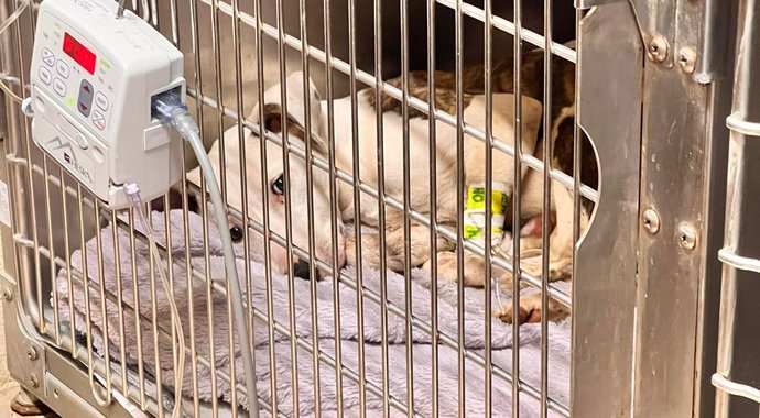 Animal Medical Fund