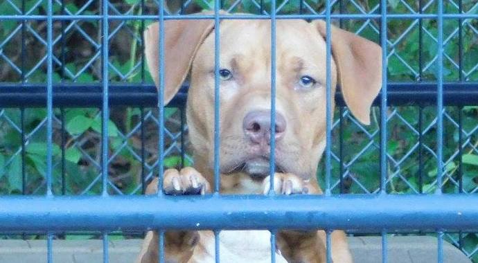 Heartworm Treatment for Shelter Dogs