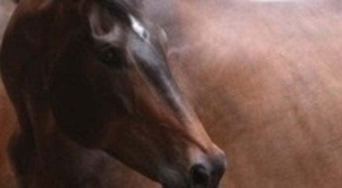 Waylon_Sponsorship