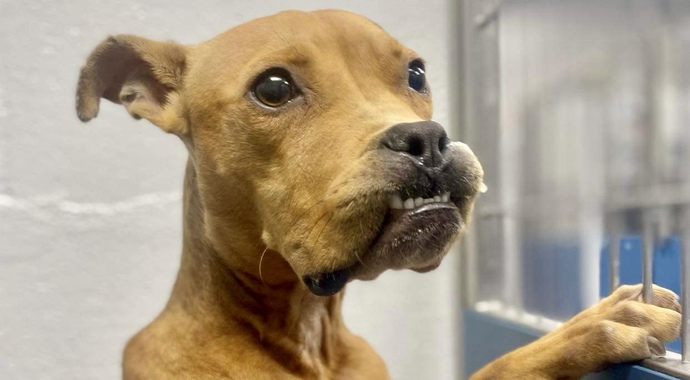 Animal Shelter Donation