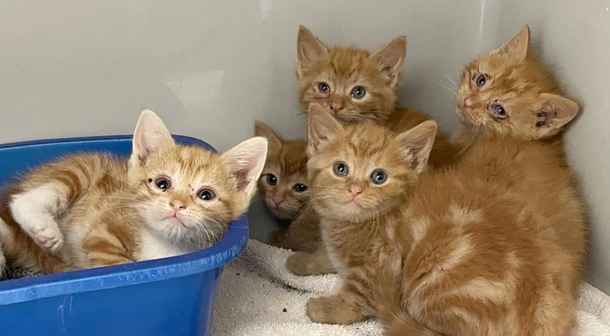 Cats Fund