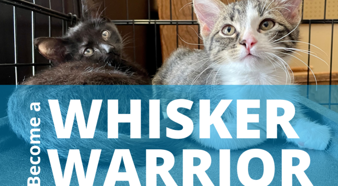 Whisker Warriors