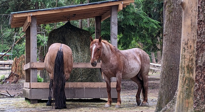 Donate to end the inhumane use of animals in entertainment