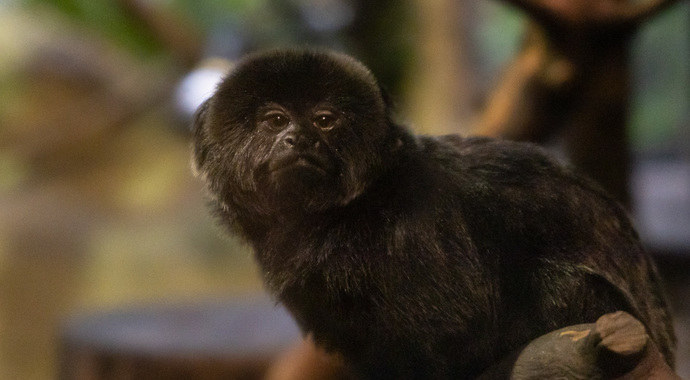 Donate to protect exotic, captive, and wild animals