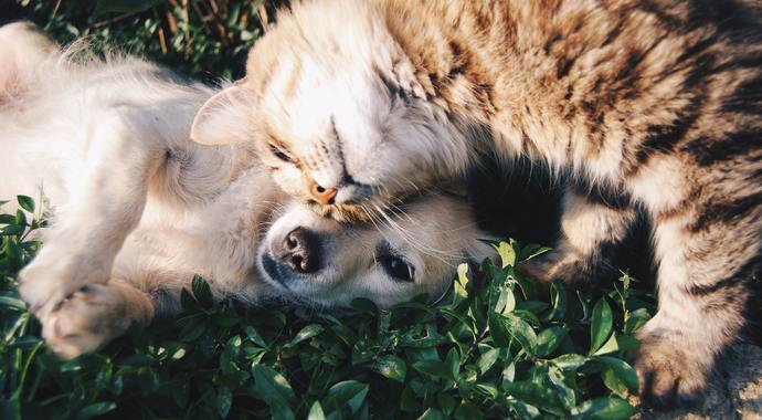 Send congratulations to Mr. & Mrs. VanDerGinst by donating to help lost and homeless pets!