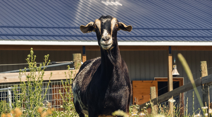 Sponsor Greta