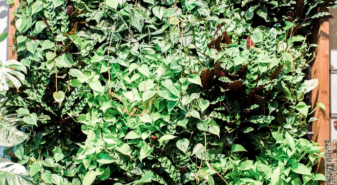 Community Plant Wall