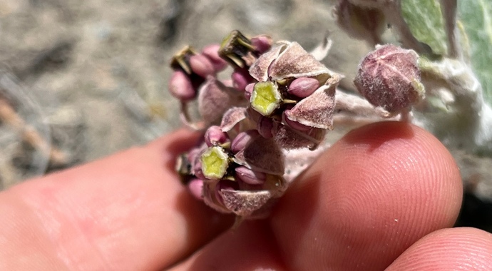 Western Monarch Recovery Fund