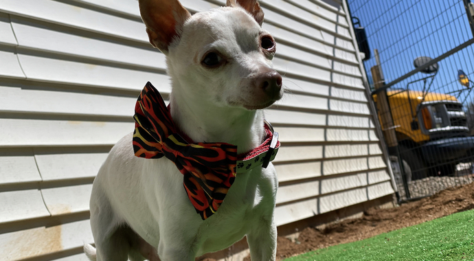 Camp Golden Years Forever-Home Fund