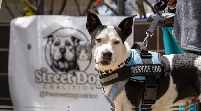 The Street Dog Coalition