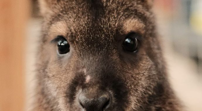 Marsupial Sponsorship