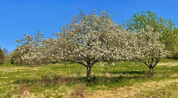 Memorial Trees