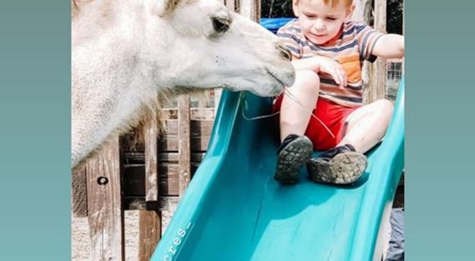Camel Sponsorship