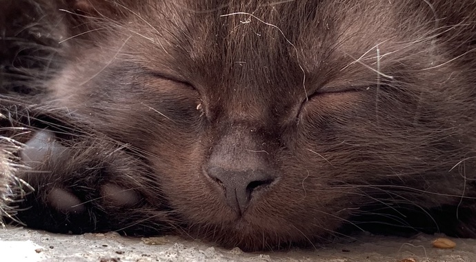 Extraordinary Fierce Pet Fund