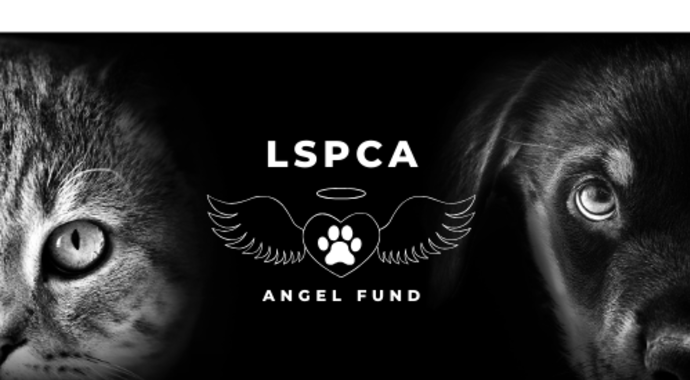 Angel Fund