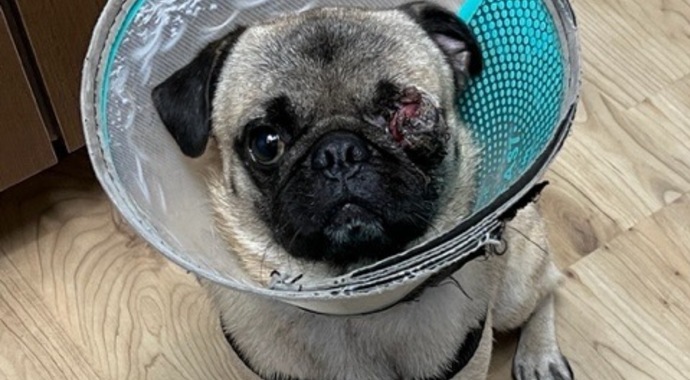 Support Dillon's Recovery