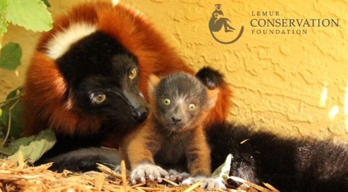 Donate to Help Save Lemurs!