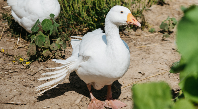 Sponsor the Goose Gaggle