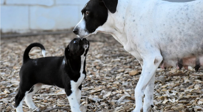 Sustaining Supporter