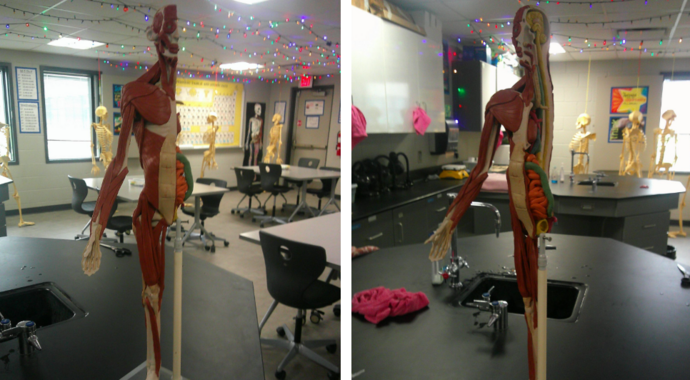 Anatomy in Clay