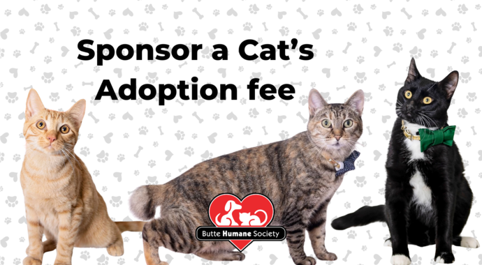 Cat Adoption Fee Sponsorship