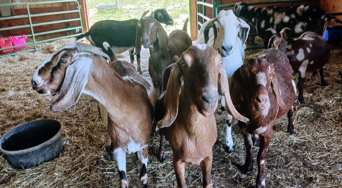 Sponsor The Goats!