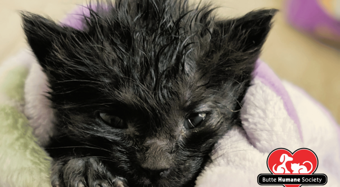 Shelter Pet Medical Fund