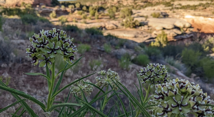 Asclepias asperula (Antelope-horns)