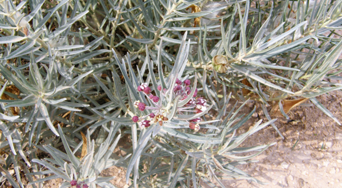 Asclepias brachystephana (Bract Milkweed)
