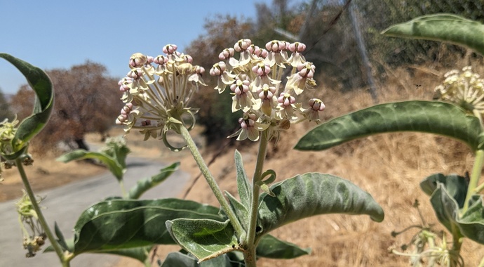 Asclepias eriocarpa (Woollypod Milkweed)