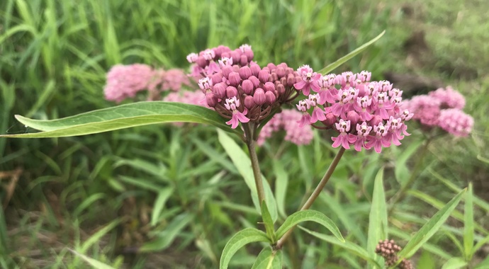 Asclepias incarnata (Swamp Milkweed)