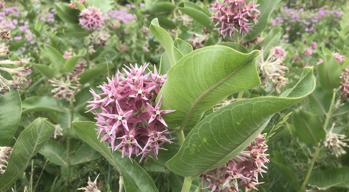 Asclepias speciosa (Showy Milkweed)