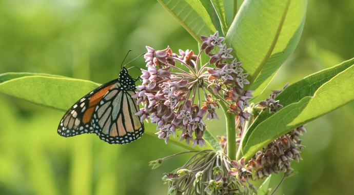Asclepias syriaca (Common Milkweed)